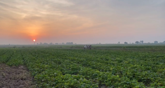 Plowing and Picking the Jicama at my homeland, Travel to Cambodia