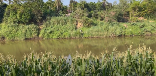 Corn field on Riverside in Kampong Cham, Travel to Cambodia